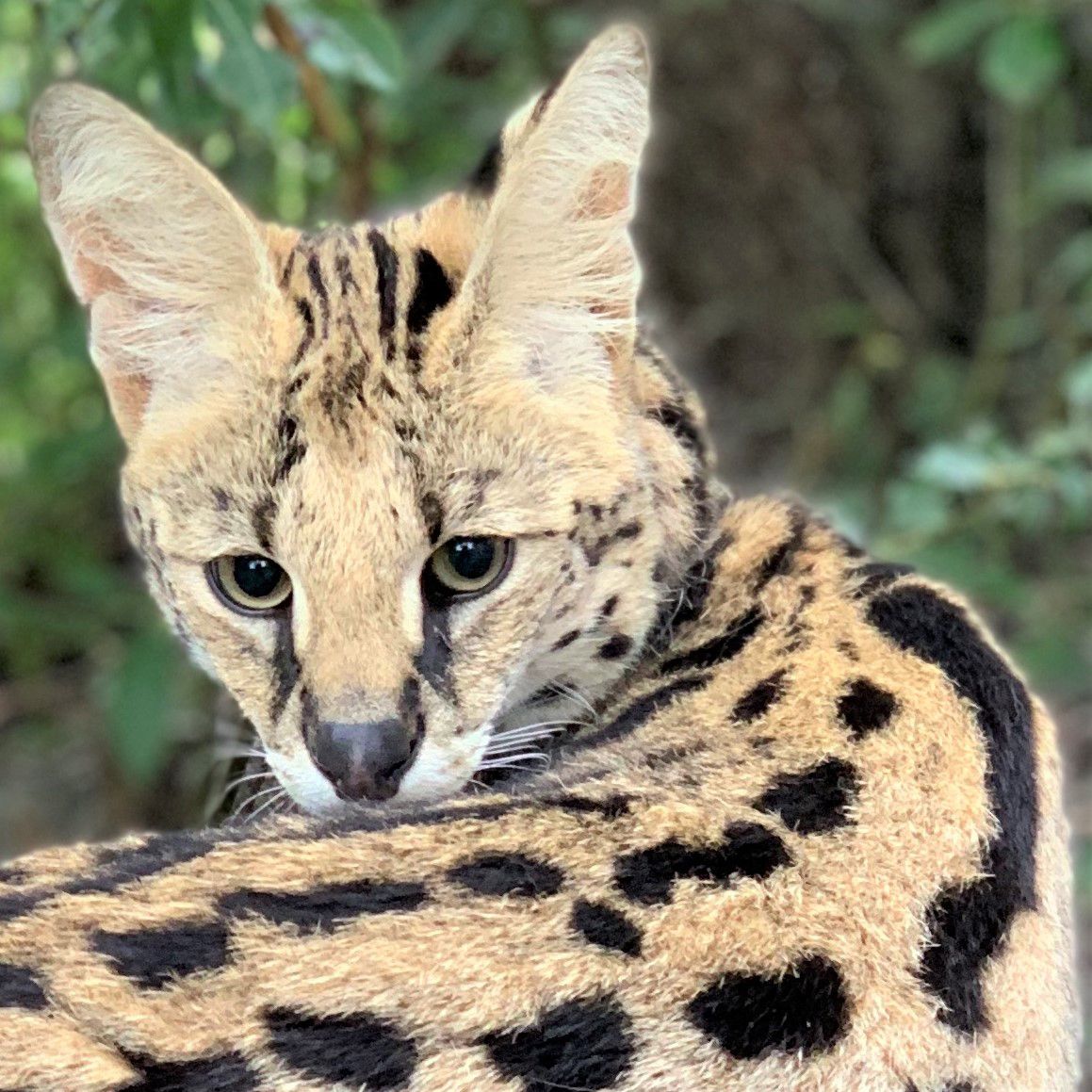 serval looking back over her left shoulder