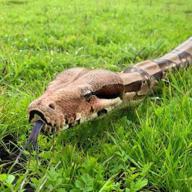 Close-up of boa constrictor’s face, lying in the green grass, with black tongue flicking out.