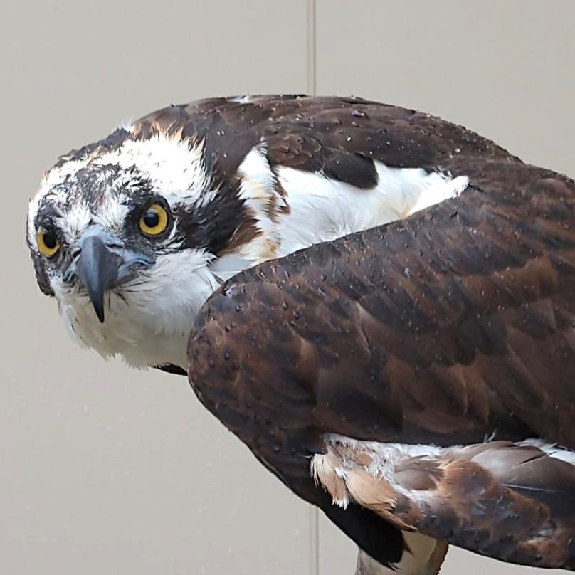 osprey on perch