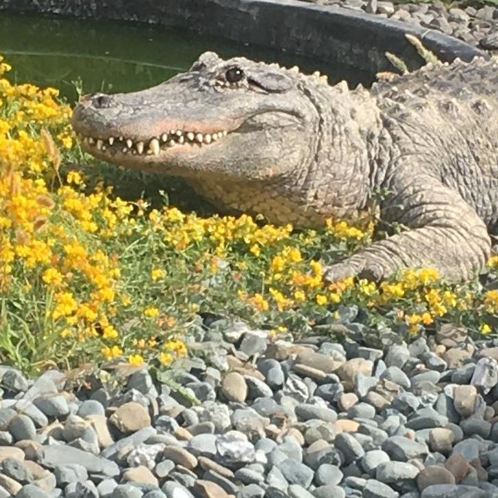 alligator in yellow flowers